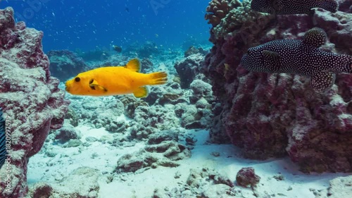Underwater shot of group of Gold and Black Pufferfish swimming along over a tropical coral reef	