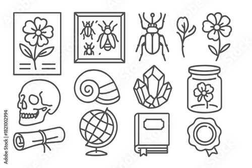 Natural History Icons. Line style icons of natural history study: herbarium sheet, insect case, pinned beetle, pressed flower;