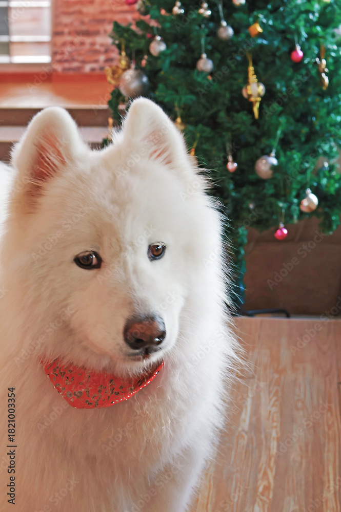 Fototapeta premium Closeup of an Adorable Samoyed Dog with Christmas Tree in the Backdrop
