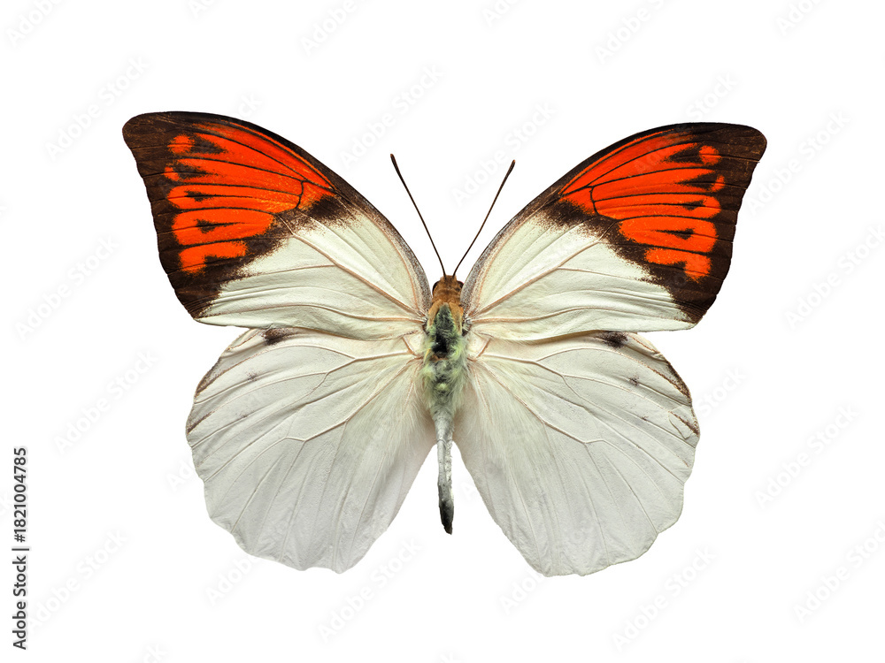 Obraz premium butterfly Hebomoia glaucippe aturia isolated on white background