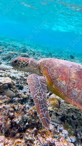 A beautifully patterned Green Sea Turtle swimming the in crystal clear blue waters of a tropical coral reef lagoon on the Great Barrier Reef, QLD Australia.