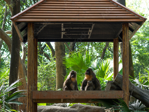 Photography Monkeys in a Wooden Pavilion in the Forest
