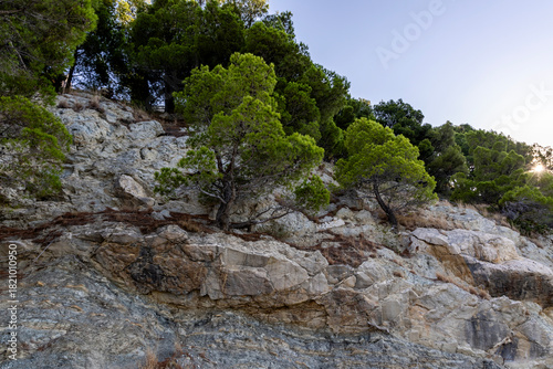 Fototapeta Naklejka Na Ścianę i Meble -  Green pine trees growing on rocks on the Adriatic coastline, Croatia