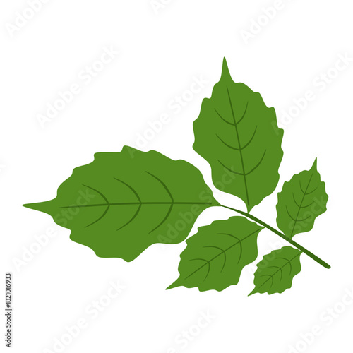Flat Illustration of Peppermint Herbal Plant Leaves