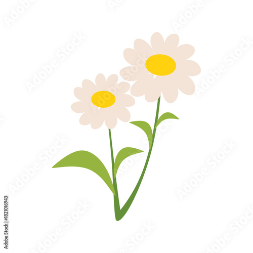 Flat Illustration of Chamomile Flower and Leaves