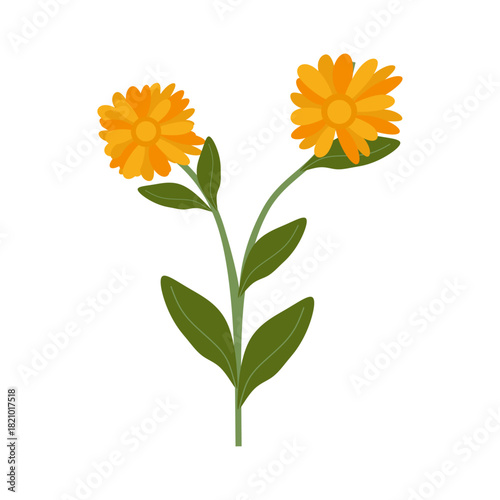 Flat Illustration of Calendula Flower for Herbal Cosmetic