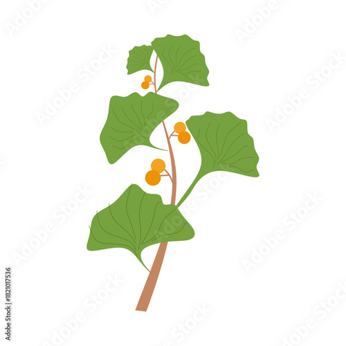 Flat Illustration of Ginkgo...