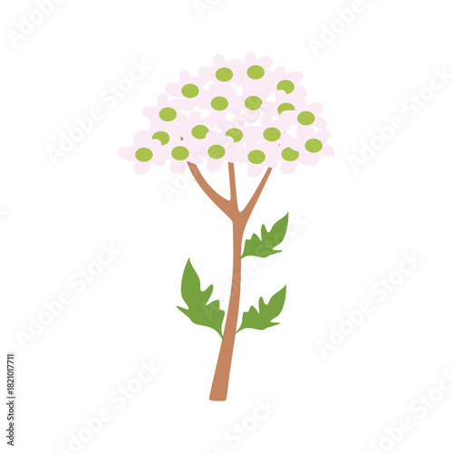 Flat Illustration of Yarrow...