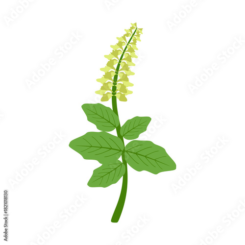 Flat Illustration of Holy Basil Tulsi Plant for Health