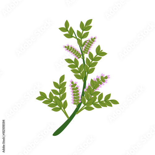 Flat Illustration of Licori...