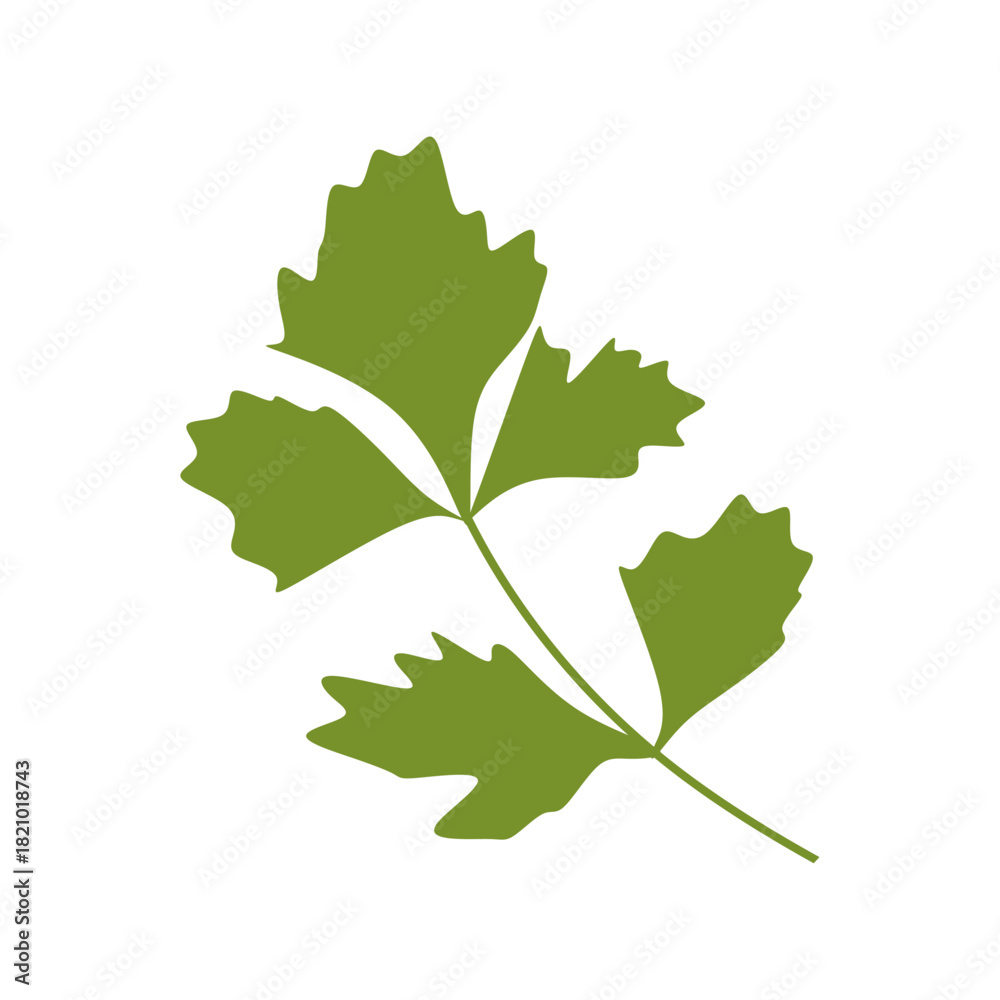 Fototapeta premium Flat Illustration of Fresh Parsley Leaves for Garnish