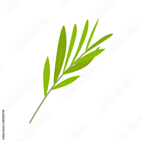 Flat Illustration of Tea Tree Branch for Essential Oil