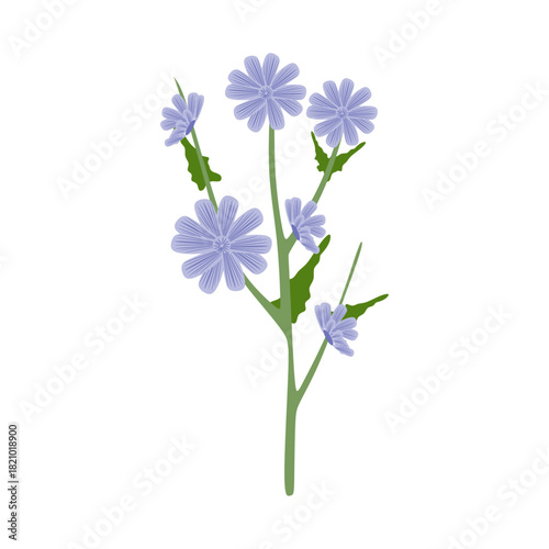 Flat Illustration of Chicory Flower and Root for Coffee