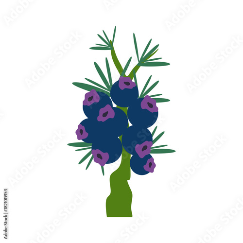 Flat Illustration of Junipe...