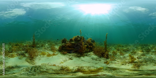 Fototapeta Naklejka Na Ścianę i Meble -  Tropical fishes and coral reef at diving. Underwater world with corals and tropical fishes. Philippines. Virtual Reality 360.