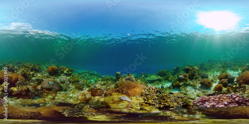 The underwater world of coral reef with fishes at diving. Coral garden under water. Coral Reef Fish Scene. Philippines. 360 panorama VR