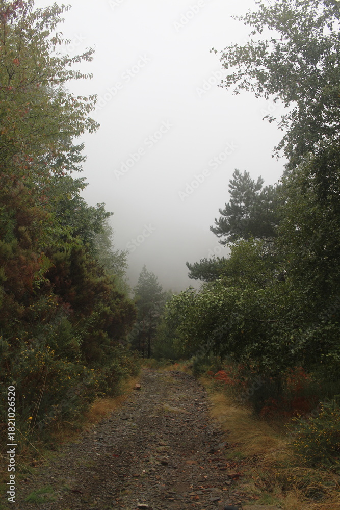 Obraz premium Nevoeiro no caminho