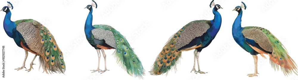Fototapeta premium Watercolor painting of peafowl set Isolated on white background