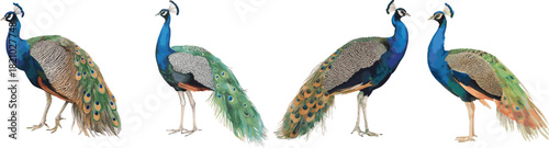 Watercolor painting of peafowl set Isolated on white background