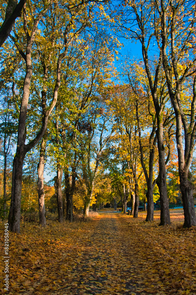 Fototapeta premium Jesienna leśna ścieżka ze złotymi liśćmi i błękitnym niebem w spokojnym parku. Drawieński Park Narodowy - Ostrowite.