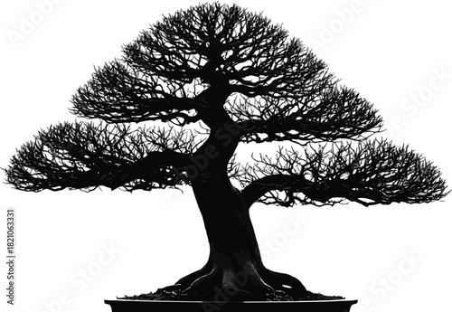 Bonsai tree silhouette isolated on white background.