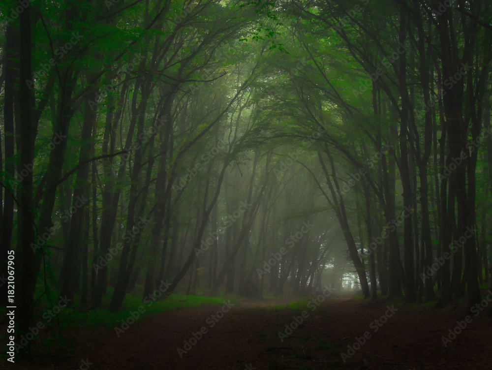 Obraz premium Creepy mysterious green foggy forest during autumn day with forest road and green foliage