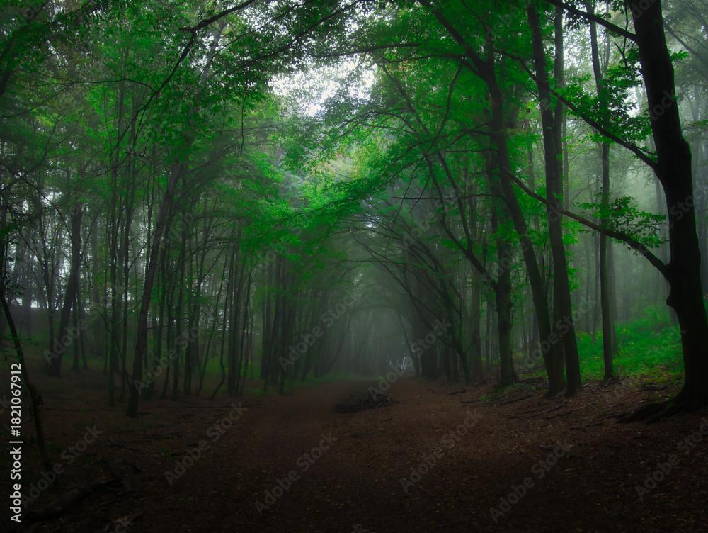 Fototapeta premium Creepy mysterious green foggy forest during autumn day with forest road and green foliage