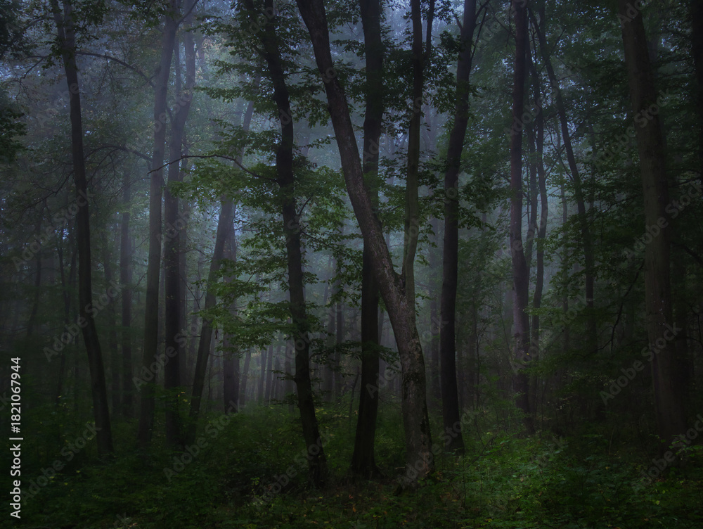 Fototapeta premium Mysterious green foggy forest during autumn day with trees