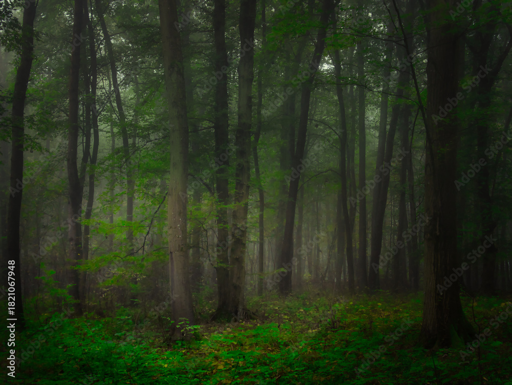 Obraz premium Mysterious green foggy forest during autumn day with trees