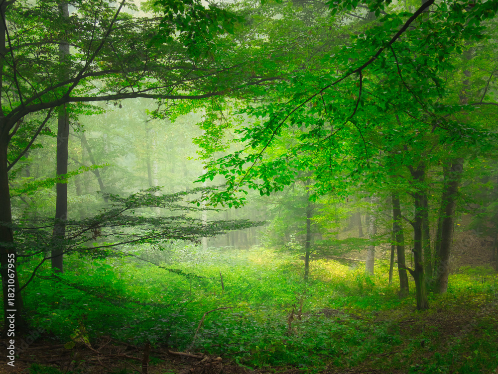 Fototapeta premium Mysterious green foggy forest during autumn day with trees