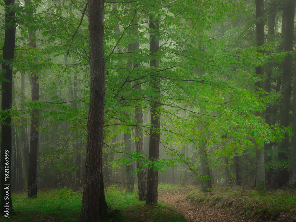 Fototapeta premium Creepy mysterious green foggy forest during autumn day with forest road and green foliage