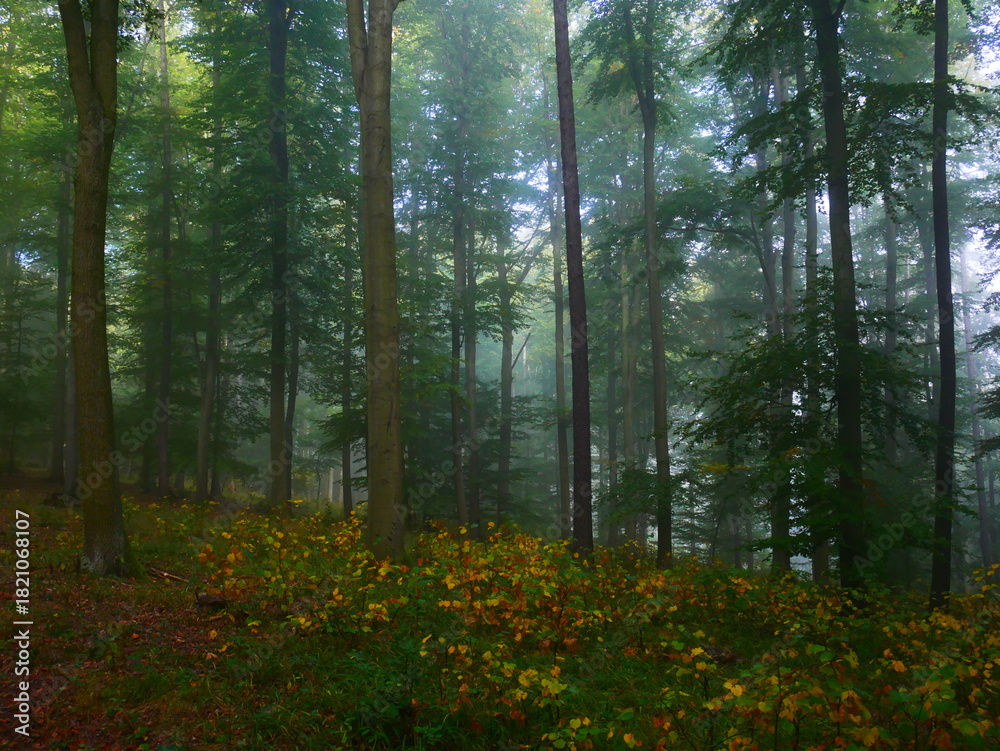 Obraz premium Mysterious green foggy forest during autumn day with trees