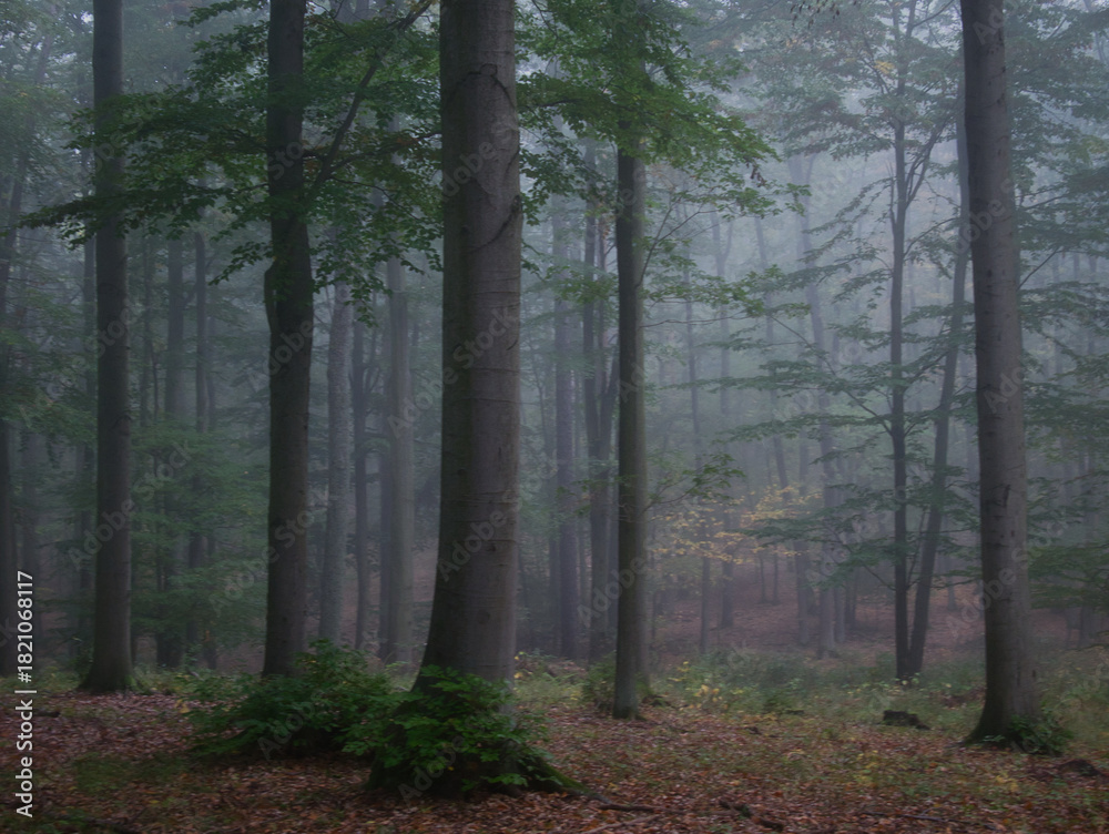 Naklejka premium Mysterious green foggy forest during autumn day with trees