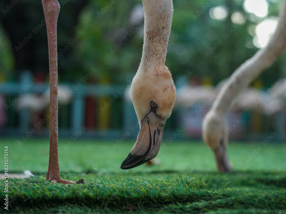 Fototapeta premium Close - up of Flamingo: Neck and Leg Details