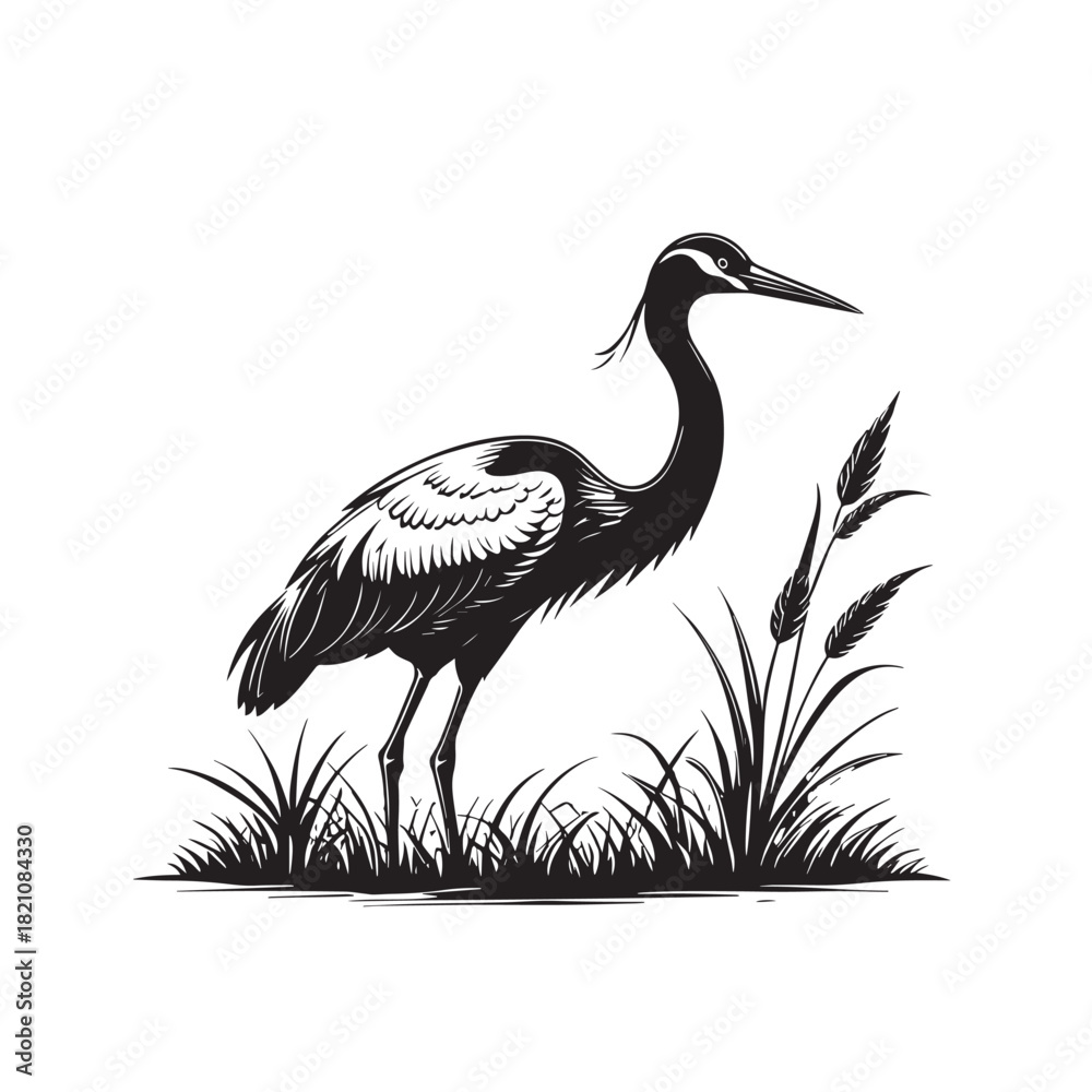 Naklejka premium Exotic crane or heron bird