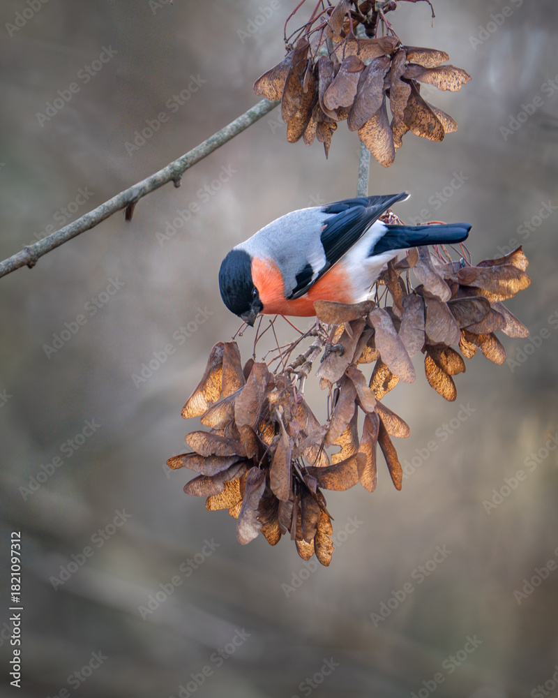 Obraz premium Eurasian bullfinch (Pyrrhula pyrrhula) foraging on a branch Bird photography taken in Sweden in November. 