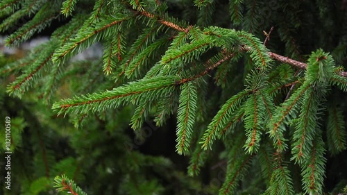 Close-up video of pine tree branches swaying in the wind. Needles move gently near the camera, natural motion with forest background. Captured in 4K ultra HD with soft light, perfect for nature videos