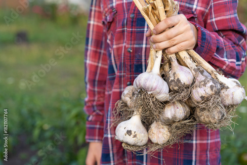 A good harvest of garlic in the hands of a farmer, photo in backlight against the background of a vegetable garden