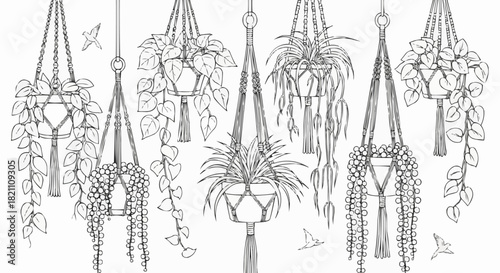Collection of Hand-Drawn Macrame Plant Hangers with Various Plants.