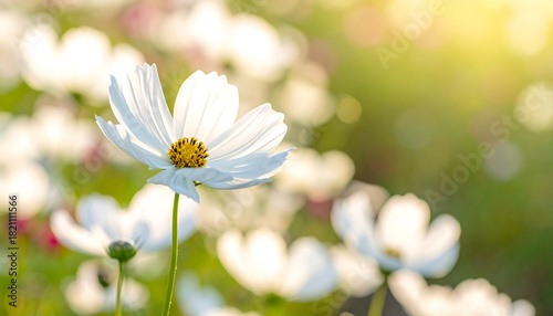 Fototapeta Naklejka Na Ścianę i Meble -  A sunlit, focused white flower with a yellow center stands out in a meadow of similar flowers, soft-focus
