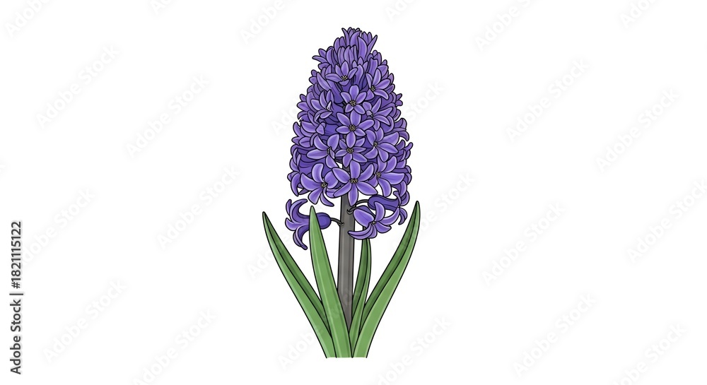 Obraz premium Vibrant Purple Hyacinth Flower Botanical Illustration
