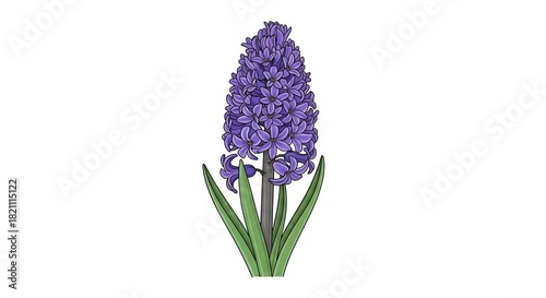 Vibrant Purple Hyacinth Flower Botanical Illustration