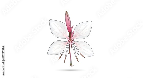 Elegant Gaura Flower Illustration on White Background