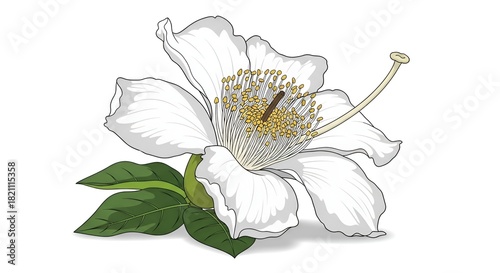 Beautiful white flower with green leaves on a white background.