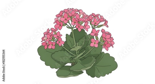 Vibrant Pink Kalanchoe Flower Illustration on White Background