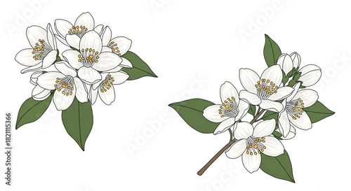 Beautiful jasmine flowers illustration with green leaves on a white background.