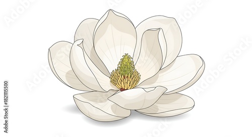 Elegant White Magnolia Flower Vector Illustration