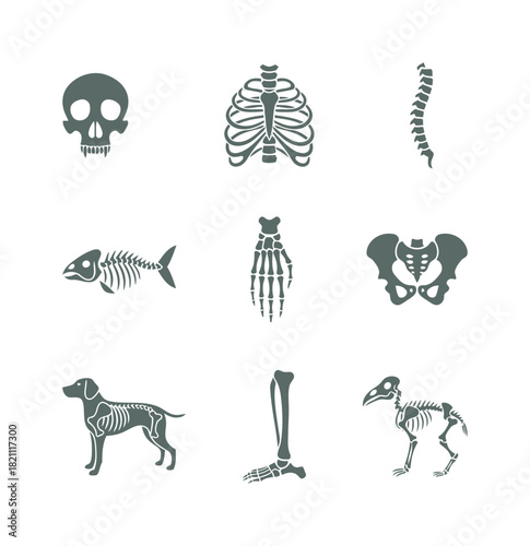 Anatomy and biology skeleton vector icons set in gray-green color, featuring human skull, rib cage, spine, hand, pelvis, fish, dog, and bird bone structure symbols.