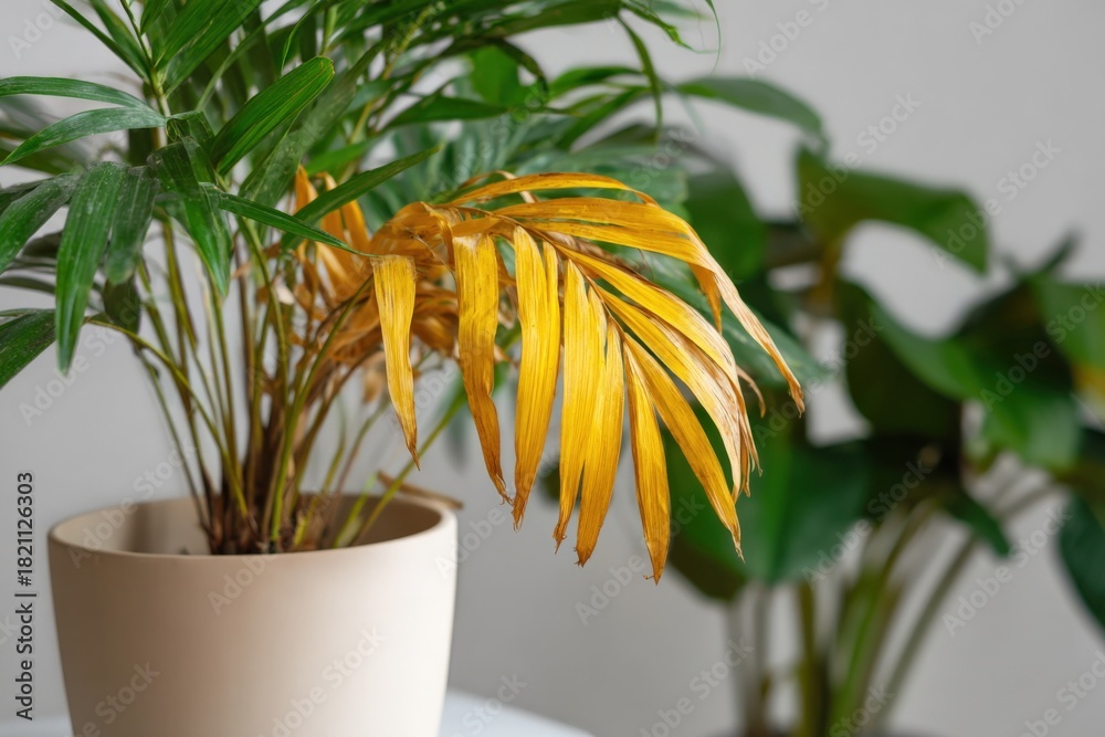 Fototapeta premium Tropical plant with yellowing leaves in beige pot