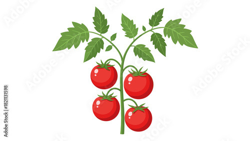 A simplified illustration of a tomato plant with four ripe red tomatoes
